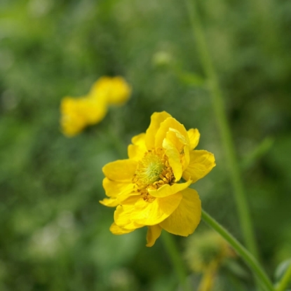 Picture of Geum - Lady Stratheden